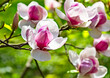Magnolia soulangeana or saucer magnolia white pink blossom tree flower close up selective focus in botanical garden, Kharkov, Ukraine in the early spring. Nature background. Spring flower background.