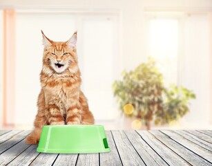 Wall Mural - Cute cat near feeding bowl  with food in kitchen.