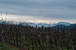 Alpine view over vineyard, Ringlikon, Zurich, Switzerland, Europe