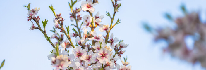 Wall Mural - The blossoming white apricot tree, a beautiful picture of nature