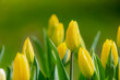 Selective focus of yellow flowers in garden, Tulips are plants of the genus Tulipa, Spring-blooming perennial herbaceous bulbiferous geophytes, Nature floral background, Tulip festival in Netherlands.