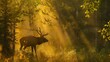 A bull elk(Cervidae) in a hot and sunny setting in the boreal forest (Prince Albert National Park) in northern Saskatchewan, Canada.

