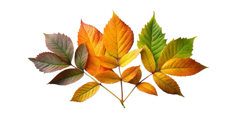 Colorful autumn leaves arranged artistically on transparent background