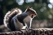 'close yawning grey squirrel animal closeup rodent portrait funny isolated yawn smile cute animals mammal interesting different humor park teeth curious london urban creature wood forest standing'
