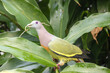 Pink-necked Green pigeon pick up a stick to build nest