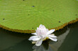 Giant Lily pads on a pond with white flower