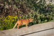 Ginger cat walks along stone wall outdoors in summer day