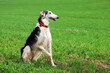 Russian greyhound, black and white, sits on a field with green grass, raising its front paw.