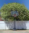 Basketball hoop set up in driveway