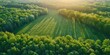 forest and clearings from a bird's eye view spring summer Generative AI
