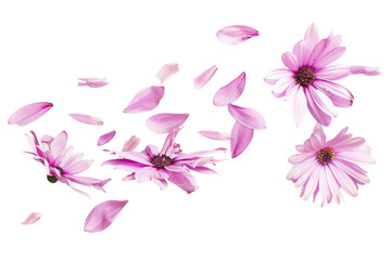 Wall Mural - a bouquet of pink and purple flowers in full bloom flew isolated