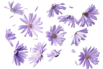 Wall Mural - purple and white flowers
