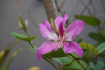 Canvas Print - Orchid tree (Bauhinia purpurea) flowers Close up with Selective focus. Common name Purple bauhinia,camel's foot,butterfly tree,and Hawaiian orchid tree.