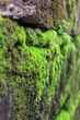 moss on stone wall

