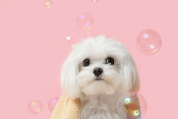 Cute Maltese dog with towel and soap bubbles on pink background