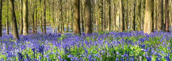 Poster - Bluebell carpet in the woods. Springtime in United Kingdom - 