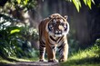 'camera tiger sumatran prowling proud big cat stripes endangered animal wildlife roaring roar angry dangerous calm resting carnivore'