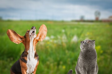 Sticker - fluffy friends cute cat and dog walk together