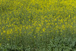 Rapeseed is an annual or biennial plant, glabrous or subglabrous. Axonomorphic root, very often fusiform or tuberous
