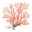 Watercolor coral on white background. Hand drawn illustration for design.