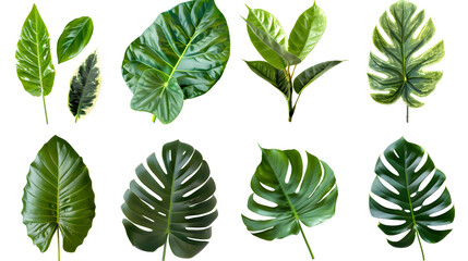  set of exotic big leaf green interior home plant for decoration and different foliage leaves and petals closeups cotout isolated on transparent png background