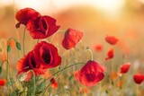 Fototapeta Maki - fresh red Poppy flowers field,