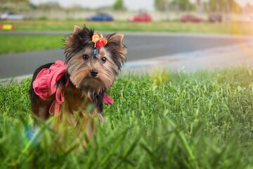 Sticker - Portrait of cute smart puppy on green grass