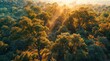 Aerial view of misty forest at sunset. Beautiful summer landscape