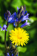 Common Sowthistle, Sonchus arvensis and Bluebell, Hyacinthoides non-scripta, flowers in spring forest