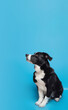 © ulkas - Black dog is looking up, sitting on a blue studio background. Learning, training, obedience concept.