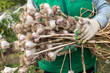 Freshly harvested Garlic. Bunch of fresh raw organic garlic harvest in farmer hands in garden, harvesting vegetables