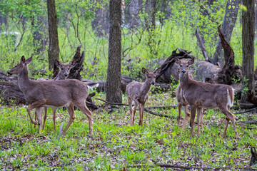 Wall Mural - White Tail Deer in Woods Deer Buck Doe Deer Spring Woods Forest White Tail Deer in Woods, Family of Deer, Fawn in the Forest, Deer Buck Doe Deer Spring Woods Forest