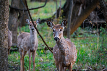 Wall Mural - White Tail Deer in Woods Deer Buck Doe Deer Spring Woods Forest White Tail Deer in Woods, Family of Deer, Fawn in the Forest, Deer Buck Doe Deer Spring Woods Forest