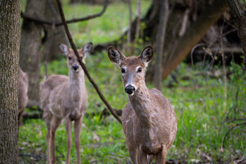 Wall Mural - White Tail Deer in Woods Deer Buck Doe Deer Spring Woods Forest White Tail Deer in Woods, Family of Deer, Fawn in the Forest, Deer Buck Doe Deer Spring Woods Forest