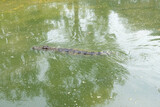 Fototapeta  - Crocodile, the hunter of the river valley