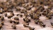 Dead bees in the hive. Colony Collapse Disorder. Starvation, pesticide exposure, pests and disease