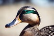 'portrait background acurious duck closeup goose animal farm bird adorable agriculture alive attractive avian beak beautiful camera charming cheerful chick chicken curious cute domestic'