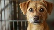 Sad-eyed dog in shelter cage conveys sense of abandonment. Concept Animal Rescue, Abandoned Pets, Shelter Dogs, Sad-eyed Portraits