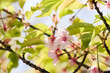 満開の桜が春の暖かさを運ぶ