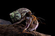 close-up of a beautiful hermit crab, Coenobita clypeatus