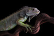 Colombian green iguana isolated on black