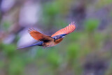 Fototapeta Las - Beautiful Chestnut-winged Cuckoo bird flying in the forest.