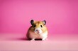 'background left hamster funny copy pink space syrian cute bright animal baby brown closeup comic comical domestic expression hind humor humorous isolated leg little look paw pet pastel rodent to sit'
