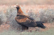 Portrait of a wild wedge-tailed eagle (Aquila audax) sitting on the ground amid saltbush scrub habitat in an arid environment