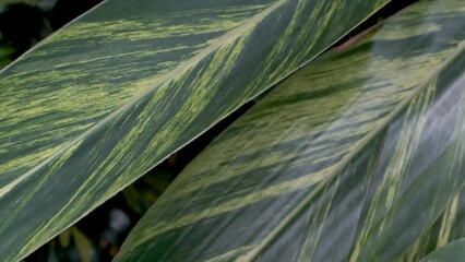 Wall Mural - Tropical green close-up, abstract natural background.