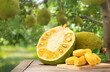 Ripe Jackfruit with jackfruit plantation background.
