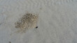 A crab burrow is dug on a sandy beach. A pile of sand is piled next to the hole. Footprints. Circles from raindrops. Close-up. Full screen. Malaysia.