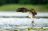 Fototapeta Zachód słońca - Osprey bird hunting on the lake