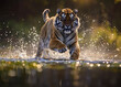 Shimmering splash, airborne tiger