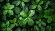 beautiful closeup photo of green leaves wallpaper background for desktop web design for ads and copy space printillustration image